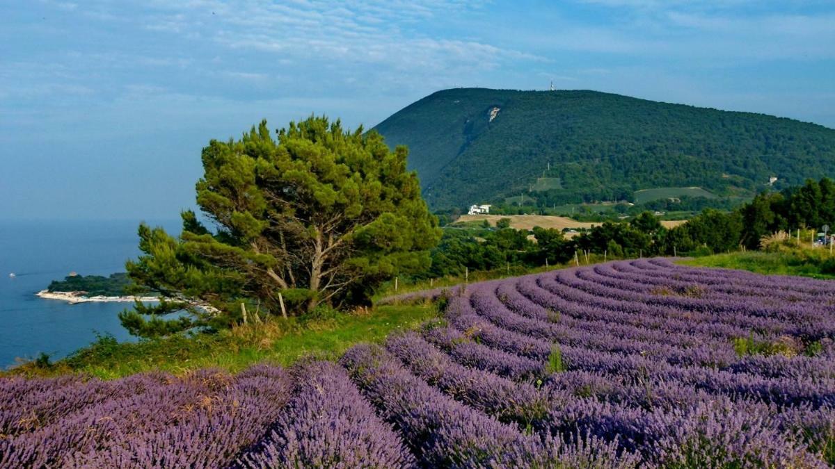 La Violetta Villa Camerano Exteriör bild